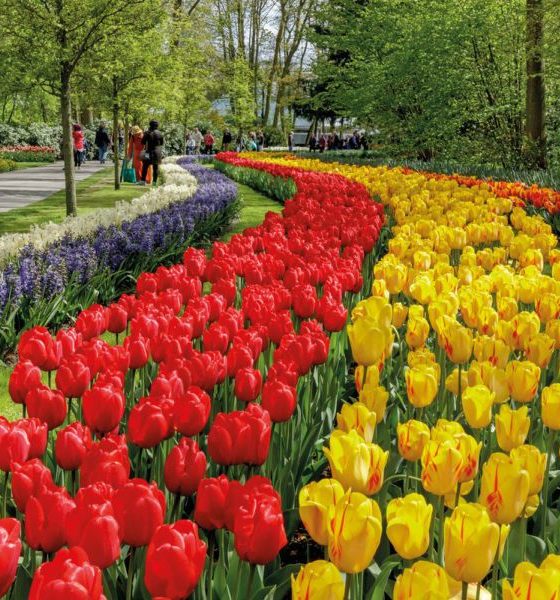 Aberta a temporada de tulipas na Holanda: onde ver e como chegar