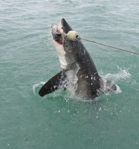 A incrível experiência de mergulhar com o tubarão-branco na África do Sul