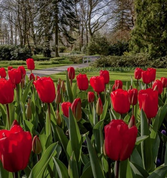Keukenhof 2020: parque leva tulipas ao redor do mundo
