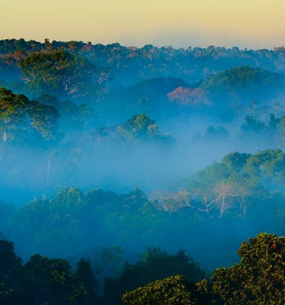 Dia da Amazônia: 5 curiosidades sobre este rico bioma